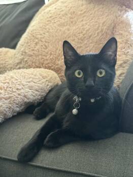 Rescue Domestic Short Hair Cats for Adoption in Antioch, California - Ozzy F | PetCurious