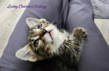 Domestic Short Hair Cats Available for Adoption in Chandler, Arizona - Lucky Charmer Kellogg | PetCurious