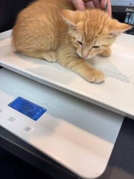 Domestic Short Hair Cats Available for Adoption in Memphis, Tennessee - Olympic | PetCurious