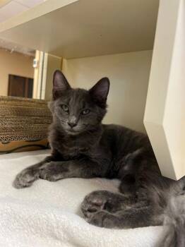 LITTLE MISS MUFFET -  Domestic Short Hair Cat for Adoption in Thousand Palms, California - LITTLE MISS MUFFET | PetCurious