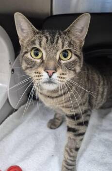 Domestic Short Hair Cats Available for Adoption in Vaughan, Ontario - ZOOL | PetCurious