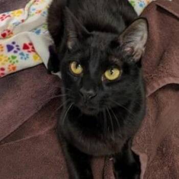 Domestic Short Hair Cats Available for Adoption - Maya (Mother Cature) | PetCurious