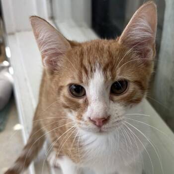 Woody -  Domestic Short Hair Cat for Adoption in Gloucester, Virginia - Woody | PetCurious