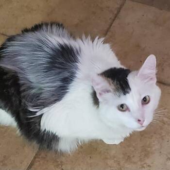 Rescue Domestic Medium Hair Cats for Adoption in Jurupa Valley, California - Sunday | PetCurious