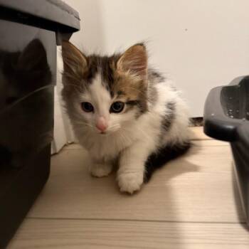 Starlight -  Domestic Medium Hair Cat for Adoption in Greenfield, Indiana - Starlight | PetCurious