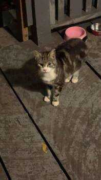 Rescue Tabby Cats for Adoption in Inez, Kentucky - Sissy | PetCurious