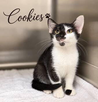 Cookies -  Domestic Short Hair Cat for Adoption in Pawleys Island, South Carolina - Cookies | PetCurious