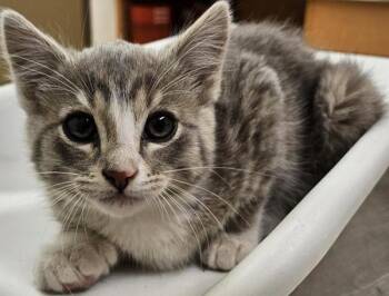 Sabrina 46074 -  Domestic Short Hair Cat Available for Adoption in Pocatello, Idaho - Sabrina 46074 | PetCurious