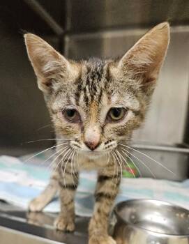 Pancake -  Domestic Short Hair Cat for Adoption in Disputanta, Virginia - Pancake | PetCurious