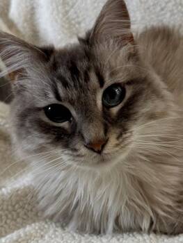 Ragdoll and Domestic Long Hair Cats Available for Adoption in Nashville, Tennessee - Koko | PetCurious