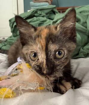 Maggie -  Domestic Short Hair Cat for Adoption in Evans, Georgia - Maggie | PetCurious