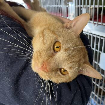 Domestic Short Hair Cats Available for Adoption in Sainte-angèle-de-monnoir, Quebec - SNICKERS (CR/SC) | PetCurious