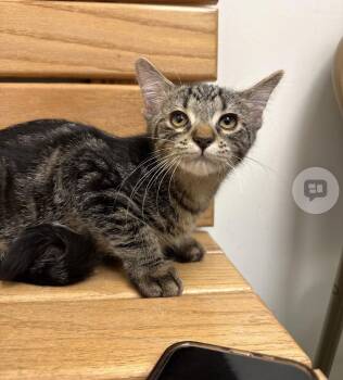 Domestic Short Hair Cats Available for Adoption - Kokoa | PetCurious