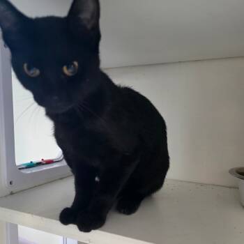 Rescue Domestic Short Hair Cats for Adoption in Duncan, Oklahoma - Siren | PetCurious