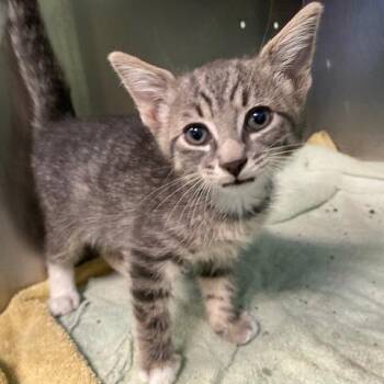Earl Grey -  Domestic Short Hair Cat for Adoption in Dayton, Ohio - Earl Grey | PetCurious