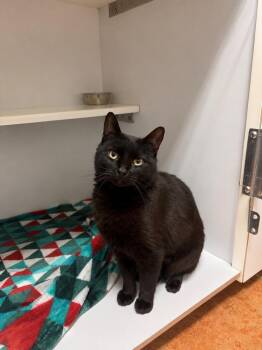 Domestic Short Hair Cats Available for Adoption in Bolivar, Missouri - Thackery Binx | PetCurious