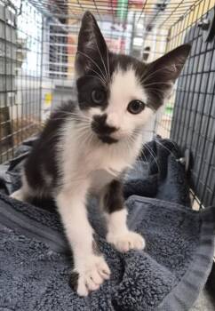 Domestic Short Hair Cats Available for Adoption in Fort Myers, Florida - SAMPSON | PetCurious