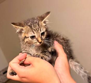 Benny -  Tabby Cat for Adoption in Clarksville, Tennessee - Benny | PetCurious