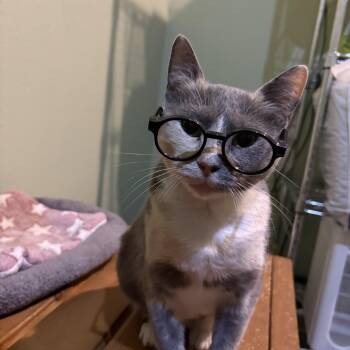 Gemma Stone -  Calico Cat for Adoption in Liverpool, Texas - Gemma Stone | PetCurious