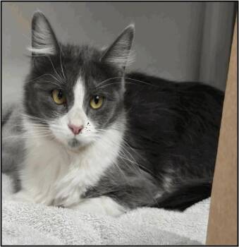 Domestic Short Hair Cats Available for Adoption in Albuquerque, New Mexico - KONA | PetCurious