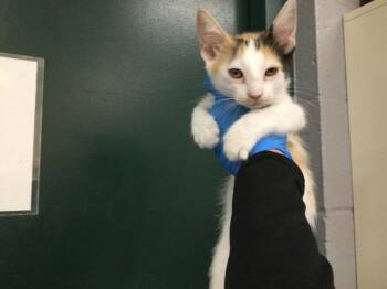 A1931944 -  Domestic Short Hair Cat for Adoption in Thousand Palms, California - A1931944 | PetCurious