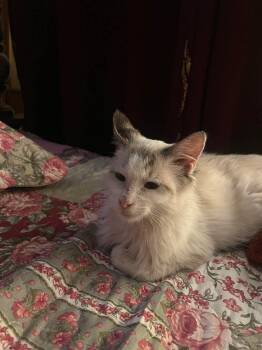 Jim -  Ragdoll Cat for Adoption in Ennis, Texas - Jim | PetCurious