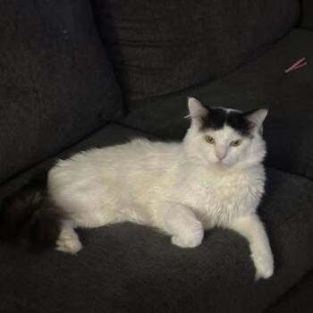 Meow -  Domestic Medium Hair Cat for Adoption in Washougal, Washington - Meow | PetCurious