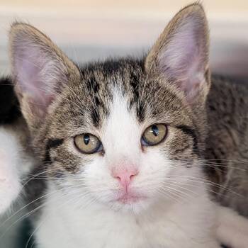 Marti -  Domestic Short Hair Cat for Adoption in Jefferson, Wisconsin - Marti | PetCurious