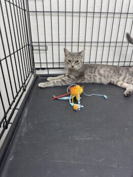 Galahad -  Domestic Short Hair Cat for Adoption in Sonora, California - Galahad | PetCurious