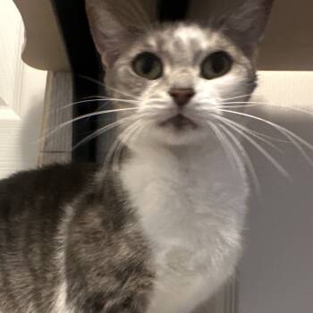 Rescue Domestic Short Hair Cats for Adoption in Greenfield, Indiana - Xena | PetCurious