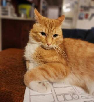 Rescue Domestic Short Hair Cats for Adoption in Wendell, North Carolina - Collin | PetCurious