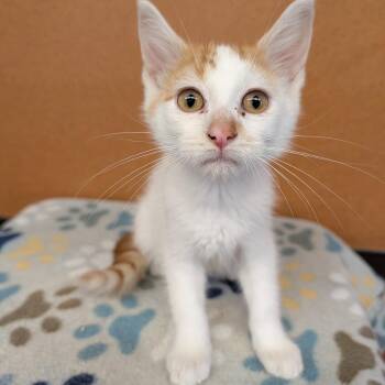 Eclipse -  Domestic Medium Hair Cat for Adoption in Rochester, Minnesota - Eclipse | PetCurious