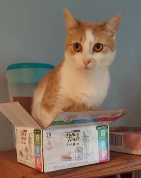 Rescue Domestic Short Hair Cats for Adoption in Roxbury Township, New Jersey - Clementine | PetCurious