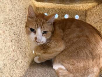 RIFF RAFF -  Domestic Short Hair Cat for Adoption in Thousand Palms, California - RIFF RAFF | PetCurious