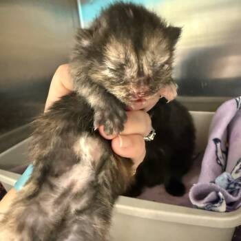 Rescue Domestic Short Hair Cats for Adoption in Vineland, New Jersey - Klara | PetCurious