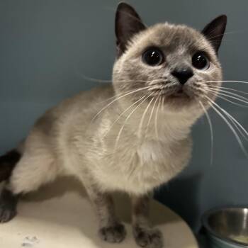 Domestic Short Hair Cats Available for Adoption in Chattanooga, Tennessee - Shigi | PetCurious