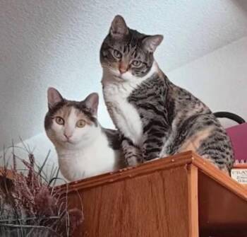 Calico and Tabby Cats Available for Adoption - Daisy & Lilly | PetCurious
