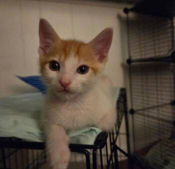 Dumplin -  Domestic Short Hair Cat for Adoption in Walnut Creek, California - Dumplin | PetCurious