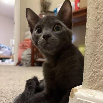 Minky KO -  Domestic Short Hair Cat for Adoption in Austin, Texas - Minky KO | PetCurious