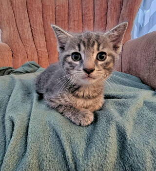 Rescue Domestic Short Hair and Tabby Cats for Adoption in Morehead, Kentucky - Reggie YOUNG TABBY MALE | PetCurious