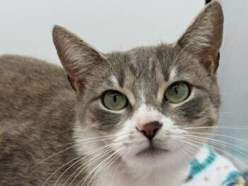 Domestic Short Hair Cats Available for Adoption in Portland, Oregon - Harmony | PetCurious