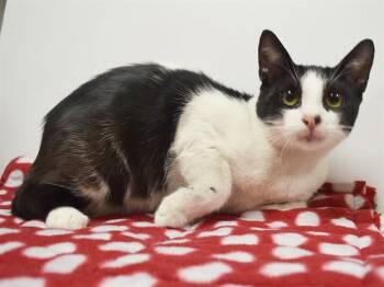 BATMAN -  Domestic Short Hair Cat Available for Adoption in Sacramento, California - BATMAN | PetCurious