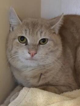 Gilbert (Spirit Cat) -  Domestic Short Hair Cat for Adoption in Swanzey, New Hampshire - Gilbert (Spirit Cat) | PetCurious