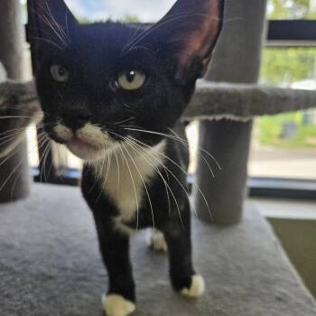Jesse -  Domestic Short Hair Cat for Adoption in Gainesville, Florida - Jesse | PetCurious