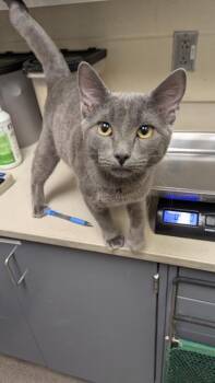 Walker -  Domestic Short Hair Cat for Adoption in Wichita, Kansas - Walker | PetCurious