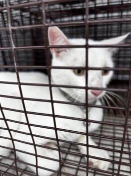 Domestic Short Hair Cats Available for Adoption in Houston, Texas - A654887 | PetCurious