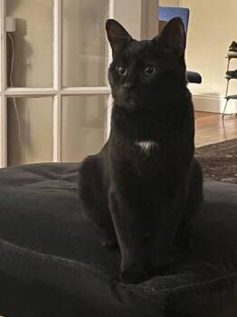 Panther -  Domestic Short Hair Cat for Adoption - Panther | PetCurious