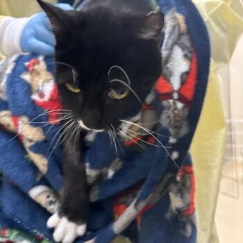 Domestic Short Hair Cats Available for Adoption - Centipede | PetCurious