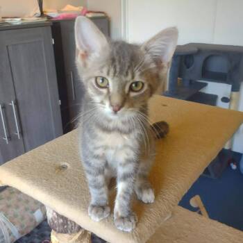 Leland -  Domestic Short Hair Cat for Adoption in Hemet, California - Leland | PetCurious