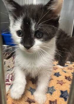 Rescue Domestic Short Hair Cats for Adoption in Ellijay, Georgia - Panpan | PetCurious